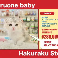 白楽店No.11445：妖精！？最高に美しいスコティッシュ・フォールド！