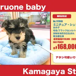 鎌ヶ谷店オススメベイビー!(NO.117066)