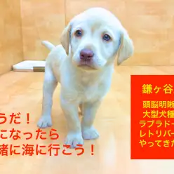 鎌ケ谷店オススメベイビー!(No.117064)