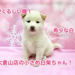 大倉山店No.6130522:タレ目の白い天使♡希少な白柴ちゃん♡