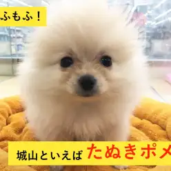 ペッツワン城山店オススメベイビー！（No.118096）