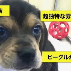 大倉山店No.6130520:人気キャラクターで愛されるビーグルちゃん♥