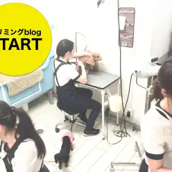 トリミング通信：トリミングブログSTART！