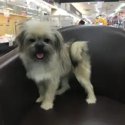 志村坂下店No.914223：～子犬なのにまるで仙人!?笑う犬のMIXちゃん！～