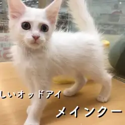 ペッツワン城山店 メインクーン「最強！！オッドアイ持ちの白猫♡」 No.118099
