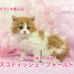 大倉山店No.6130531：ハイレベル！ 美しい容姿のスコティッシュフォールド‼︎