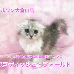 大倉山店No.6130533：エレガントで超垂れ耳の長毛スコティッシュフォールドちゃん♡