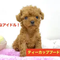 本羽田店No.512424：本羽田店イチオシ！究極のティーカッププードルちゃん！