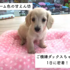 今宿店オススメベイビー！（No.120033）