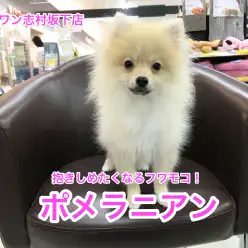 志村坂下店NO.914207：小さいお子さんがいるご家庭にオススメ！遊ぶの大好きフワもこポメラニアン！