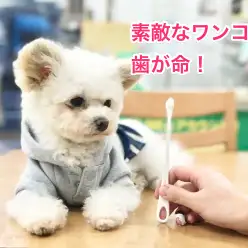 トリミング通信Vol2: ワンちゃんも歯が大切！白楽店の「口腔ケア」特集！