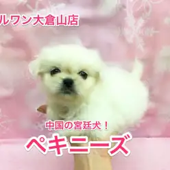 ペキニーズ参上！真っ白の魅力ボディーを解説!!【大倉山店No.6130539】