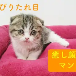 マンチカン登場！ちょっぴりたれ目の癒しフェイス！【東日暮里店オススメベイビーNo.014152】