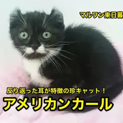 【アメリカンカール】反り返った耳が特徴の珍キャット！髭男爵フェイスにも注目です！：東日暮里店No.014157