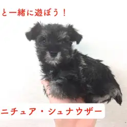 【ミニチュアシュナウザー】グレーとホワイトのコントラストが美しいテリア種の代表格！：今宿店オススメベイビーNo.120036