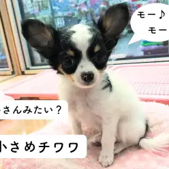 チワワくん入店！牛さんみたい！？モーモー系の登場！【鎌ヶ谷店オススメベイビーNo.117079】