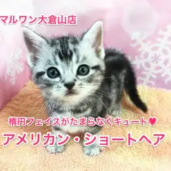 待望のアメリカンショートヘアやってきた！美しいクラシックタビー模様は必見！【大倉山店No.6130538】