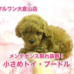【トイ・プードル】メンテナンス馴れ抜群のおりこうトイプー♥：大倉山店No.6130540