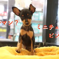 【ミニチュアピンシャー】元気いっぱいのちっちゃいドーベルマン？登場！：梅島店オススメベイビーNo.119047
