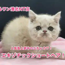【エキゾチックショートヘア】2017年注目度No.1のネコちゃんがやってきた！：港北NT店No.311686