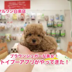 【トイ・プードル】ブラウンシュガーな濃厚アプリコット！：白楽店No.11467