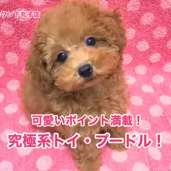 キュートなトイ・プードル見参！3つの可愛いポイントをご紹介！：【下丸子店オススメベイビーNo.116126】