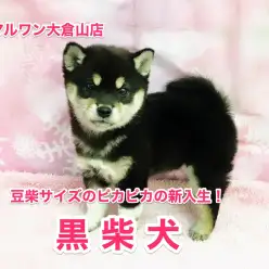【黒柴犬 】必見！キラキラ瞳が美しい大和撫子！黒柴登場♡：ペットショップマルワン大倉山店No.6130548（神奈川県横浜市）
