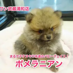 【ポメラニアン】まるで子タヌキ！？永遠のパピーフェイスは超オススメ！簡単オスワリトレーニングも伝授！：武蔵浦和店オススメベイビーNo.412590