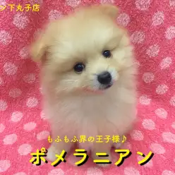 【ポメラニアン】もふもふ界の王子様は僕だ！ポメ大好きスタッフが語る！！下丸子店オススメベイビーNo.116148