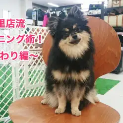 【お役立て記事】ドッグトレーナー直伝！東日暮里流ワンコのトレーニング術Vol.2〜おすわり編〜