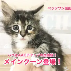 【メインクーン】超美形♡パパはAACチャンピオンの良血統にゃんこ入店！！：城山店オススメベイビーNo.118126