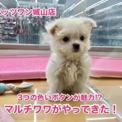 【MIX〜マルチーズ×チワワ】店長激推し！3つの黒いボタンが魅力のマルチワワ登場！！：城山店No.118120