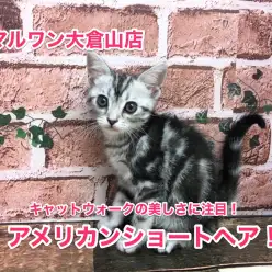 【アメリカンショートヘア】キャトウォークの美しさに注目！♥：大倉山店No.6130552