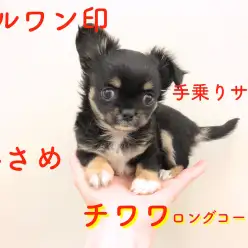 【チワワ・ロングコート】マルワン印の小さめチワワ！やっぱり手のひらサイズでしょ！【鎌ヶ谷店No.117091】