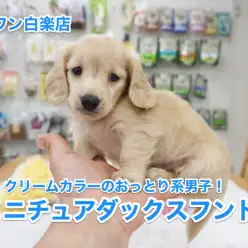 【ミニチュア・ダックスフント】クリームカラーのおっとり系男子がやってきた！：白楽店No.11479