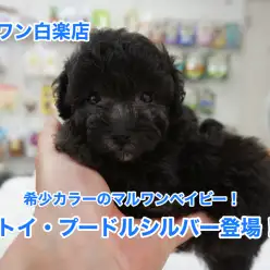【トイ・プードルシルバー】マルワンベイビーついにデビュー！銀色ロックなブリティーフェイス！：白楽店No11478