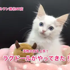 【ラグドール】天才的に甘え上手なニャンコがやってきた♥:港北NT店No.311697