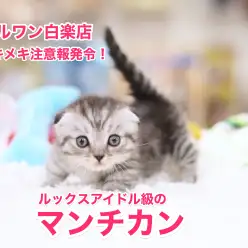 【マンチカン】トキメキ注意報発令！国民的アイドルがやってきた！：白楽店No11476