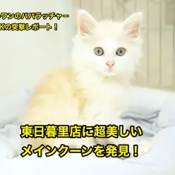 【メインクーン】Mr.Kの出張レポート！東日暮里に超美しいメインクーンを発見！：東日暮里店No. 014158