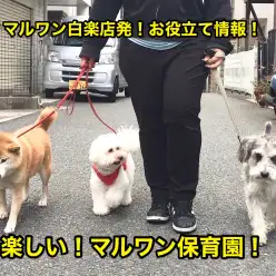 【犬の保育園】社交性を高めるのに最適なマルワン保育園：白楽店発