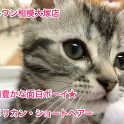 【アメリカンショートヘア】表情豊かな面白ボーイ★：相模大塚店オススメベイビーNo.814365