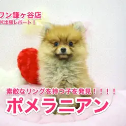 【ポメラニアン】Mr.K出張レポート！鎌ヶ谷店に素敵なポメラニアンを発見！：鎌ヶ谷店No.117095