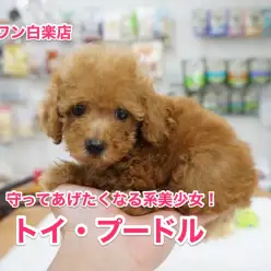 【トイ・プードル】守ってあげたくなる系の美少女トイ・プードル！：白楽店No.11484