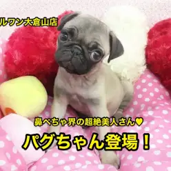 【パグ】鼻ぺちゃ界の超絶美人さん♡コミカルな動きのパグちゃん♡大倉山店No.6130558