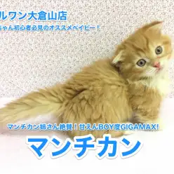 【マンチカン】マンチカン姉さん絶賛！甘えんBOY度GIGAMAX！猫ちゃん初心者必見です♥：大倉山店No.6130561