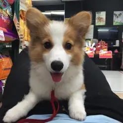 【天才?コーギー】物覚えが激速!超優秀のプリンス誕生!:マルワン梅島店NO.119048