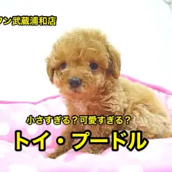【トイ・プードル】小さすぎる?!可愛すぎる?!キーホルダープードル!!:武蔵浦和店オススメベイビーNo.412600