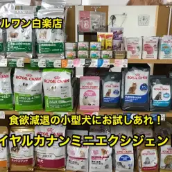 【ドッグフードレポート】小型犬の季節の変わり目の食欲減退にお試しあれ！ロイヤルカナンミニエクシジェント！：白楽店