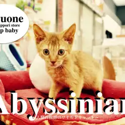 【アビシニアン】小さなピューマ！？3大ワイルドキャットの一角は人馴れ凄いぞ！：東日暮里店Pickupベイビー！No.014160