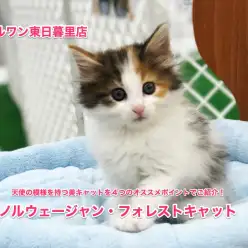 【ノルウェージャンフォレストキャット】天使の模様を持つ美キャットを4つのオススメポイントでご紹介！：東日暮里店オススメベイビーNo.014174